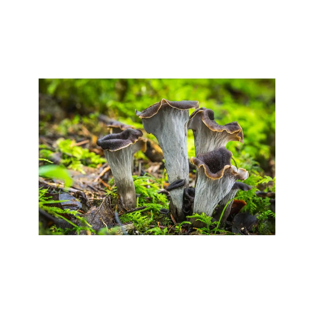 Horn of Plenty Mushroom Essence 15 m