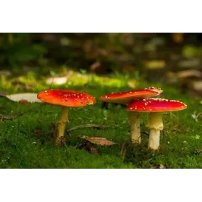 Korte Pilzessenz -...