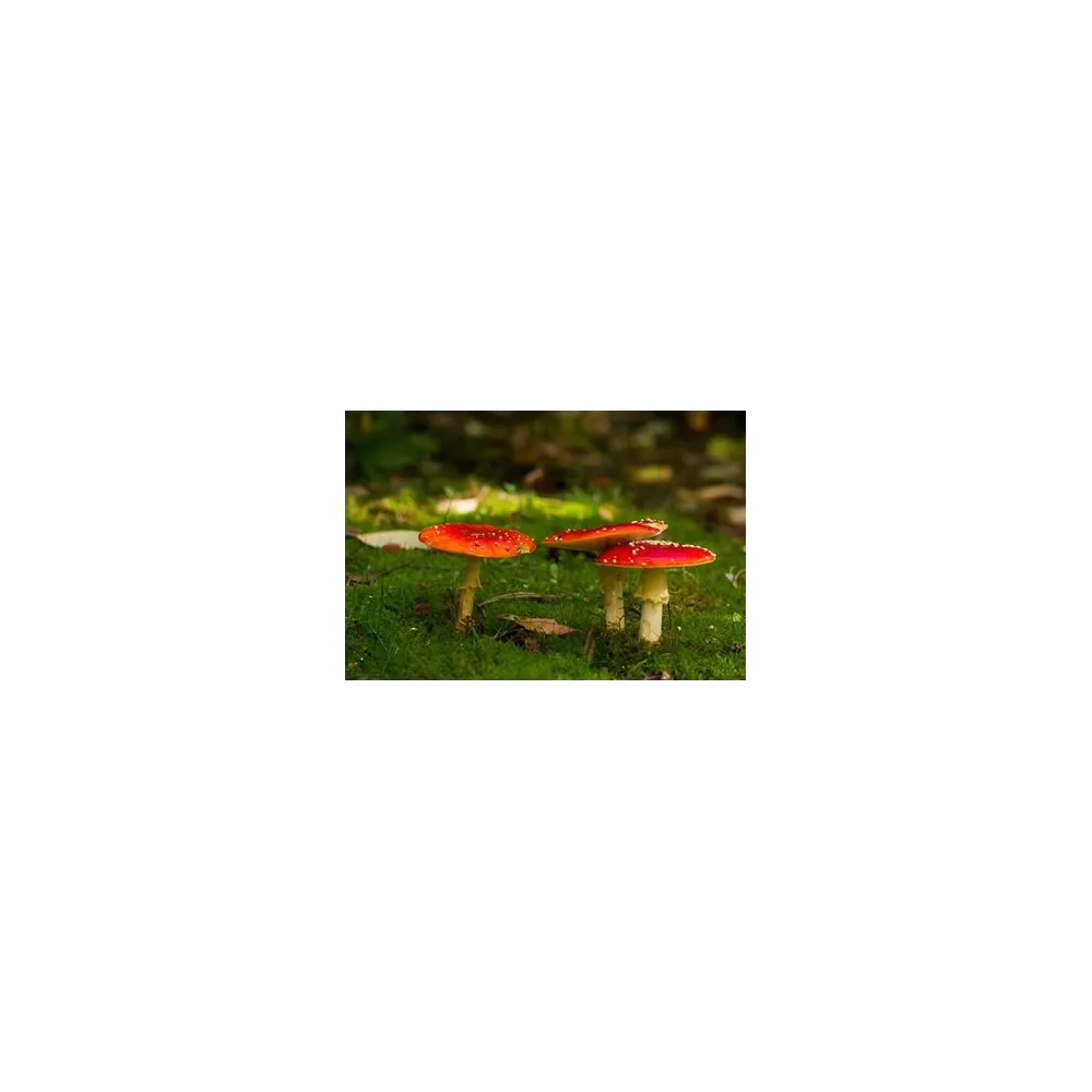 Essence de champignon Korte - Fly Agar 15 ml