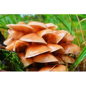Korte Mushroom Essence - Jarret de Velours 15 ml