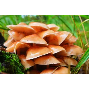 Korte Mushroom Essence -...