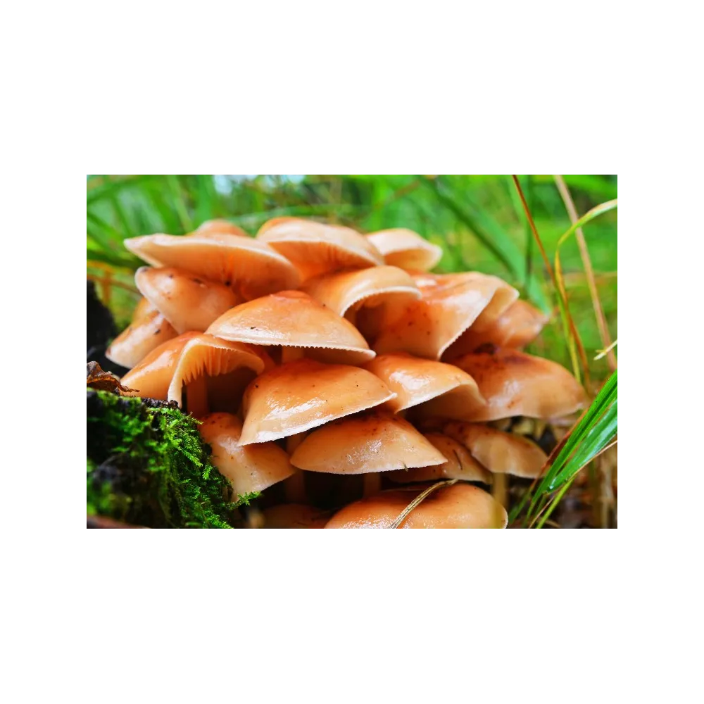 Esencia de hongo Korte - Velvet Shank 15 ml