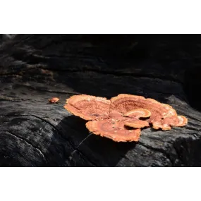 Essence de champignon Korte...