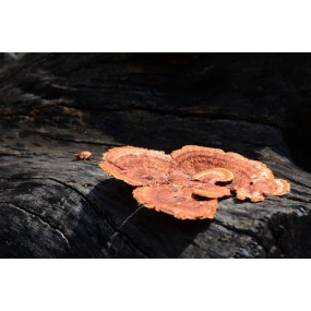 Essenza di funghi Korte - Amazon Mushroom No. 2 15 ml