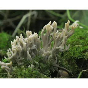 Esencia de Hongos Korte -...