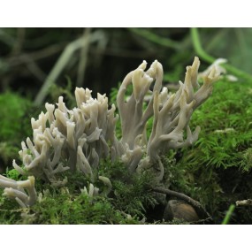 Essenza di funghi Korte - Gray Coral Fungus 15 ml
