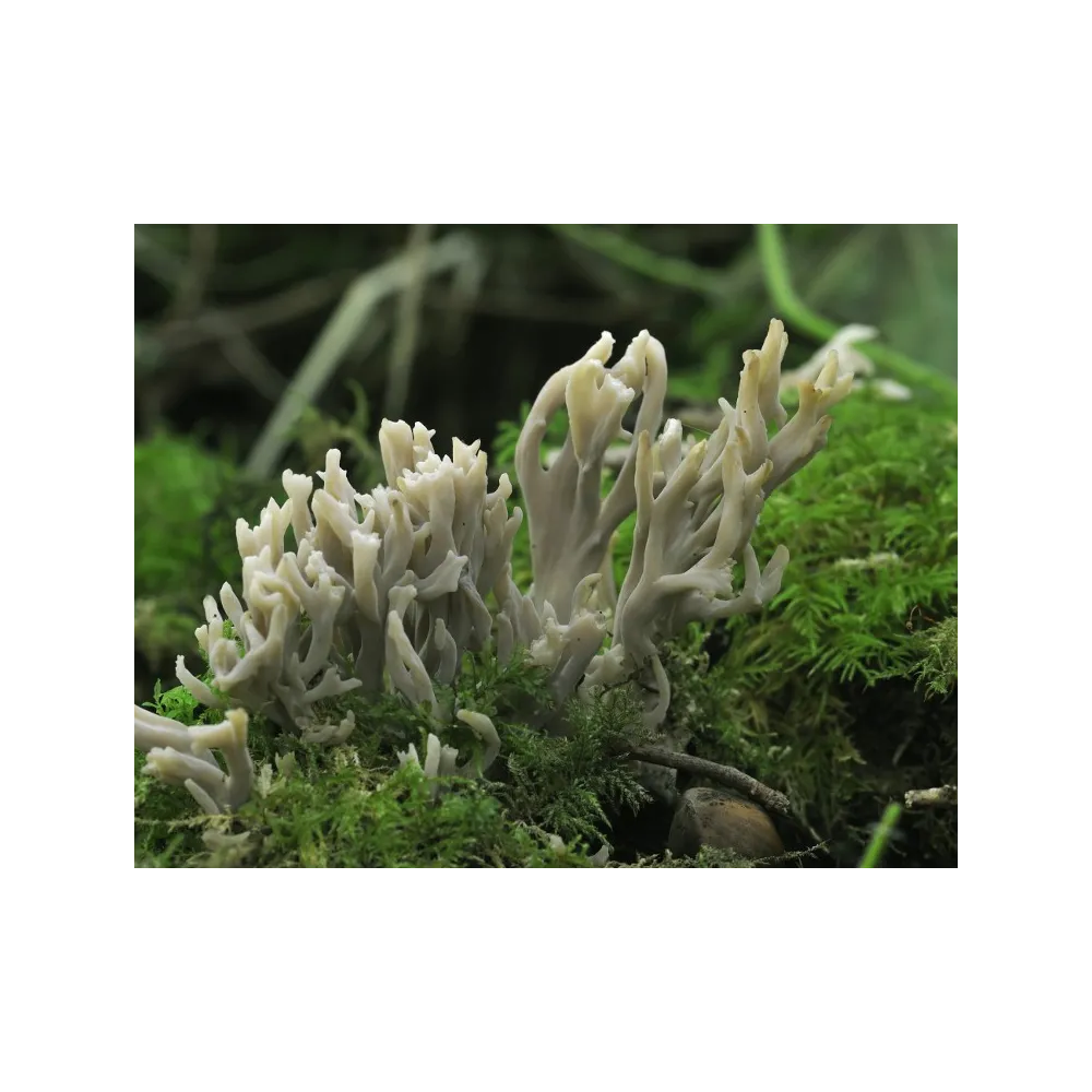 Essence de champignon Korte - Champignon Corail Gris 15 ml