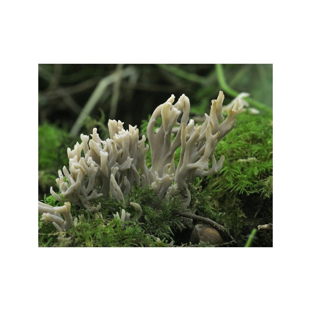 Essenza di funghi Korte - Gray Coral Fungus 15 ml