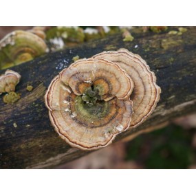 Korte Pilzessenz – Polypore...