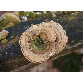 Korte Pilzessenz – Polypore...