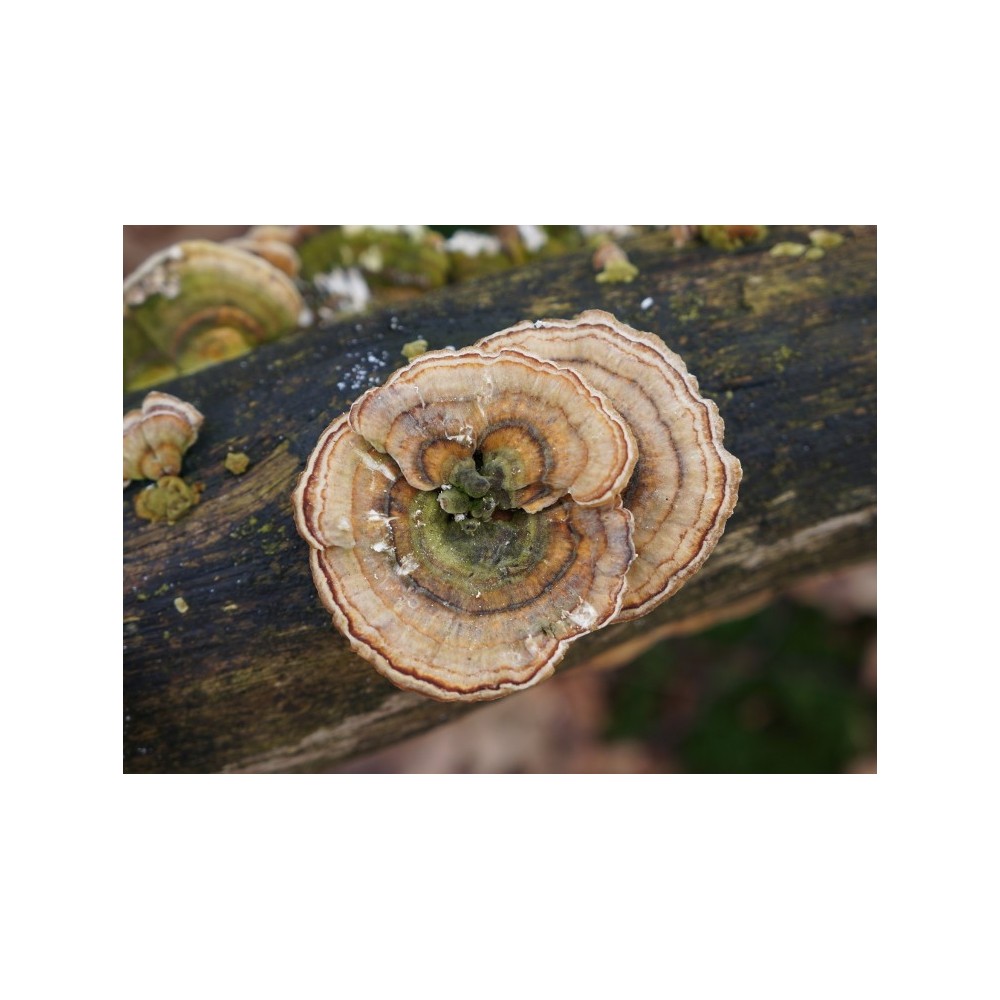 Korte Mushroom Essence - Polypore à plusieurs zones 15 ml