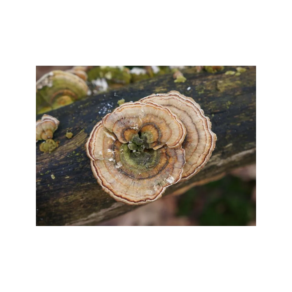 Korte Pilzessenz – Vielzoniger Polypor 15 ml