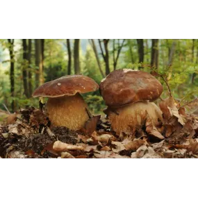 Essence de champignon Korte...