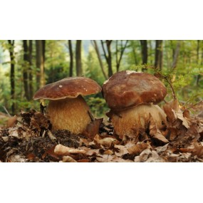 Essenza di funghi Korte - Summer Cep 15 ml