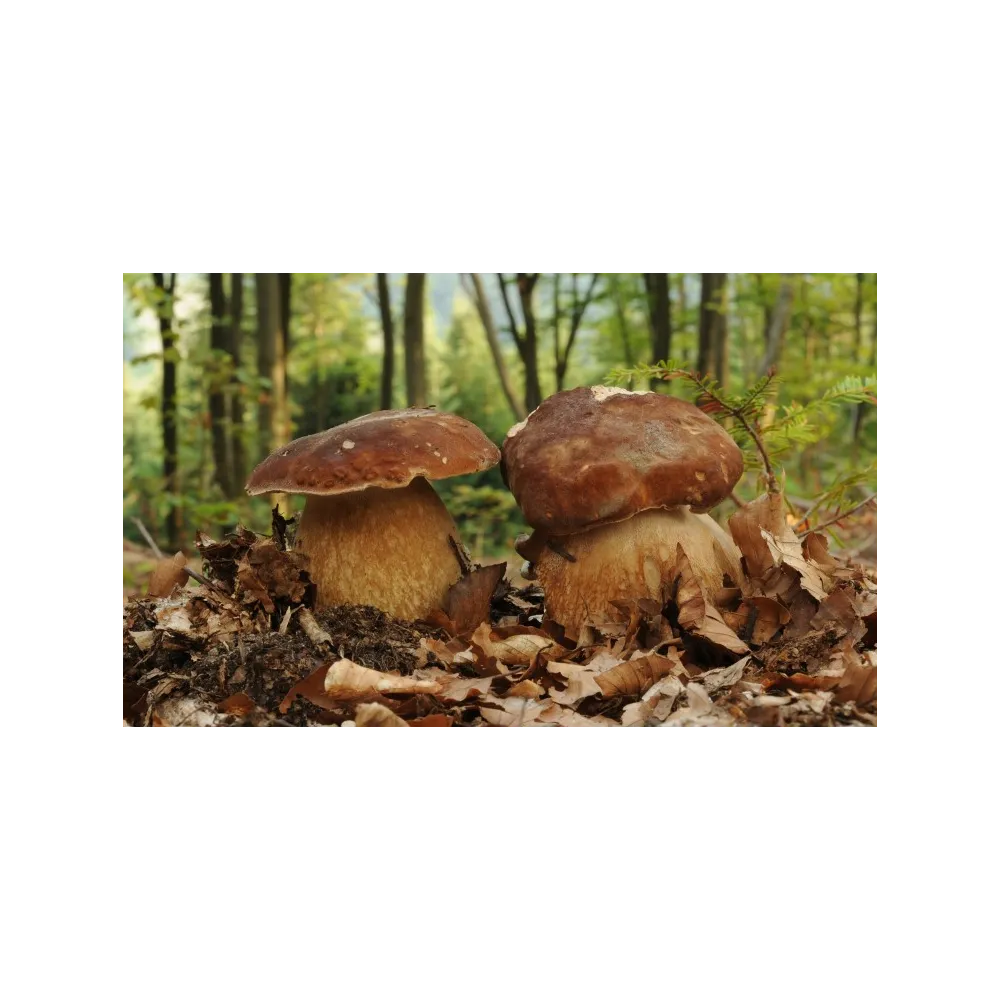 Esencia de Hongos Korte - Summer Cep 15 ml
