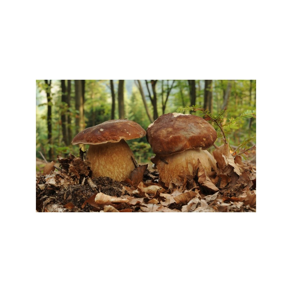 Essence de champignon Korte - Cèpes d'été 15 ml