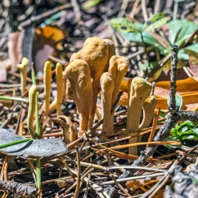 Essence de champignon Korte...