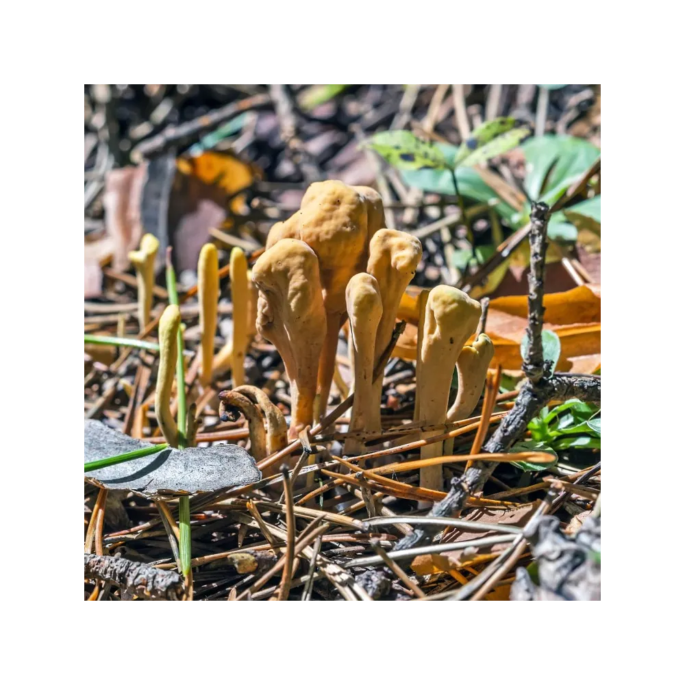 Esencia de hongos Korte - Hercules Maze 15 ml