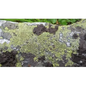 Korte Mushroom Essence -...
