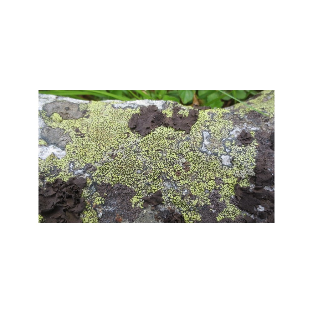 Korte Pilzessenz - Flechte 15 ml