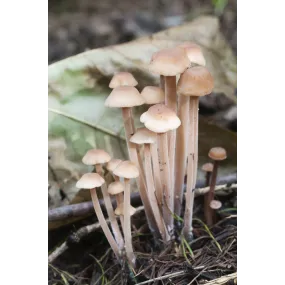 Essence de champignon Korte...