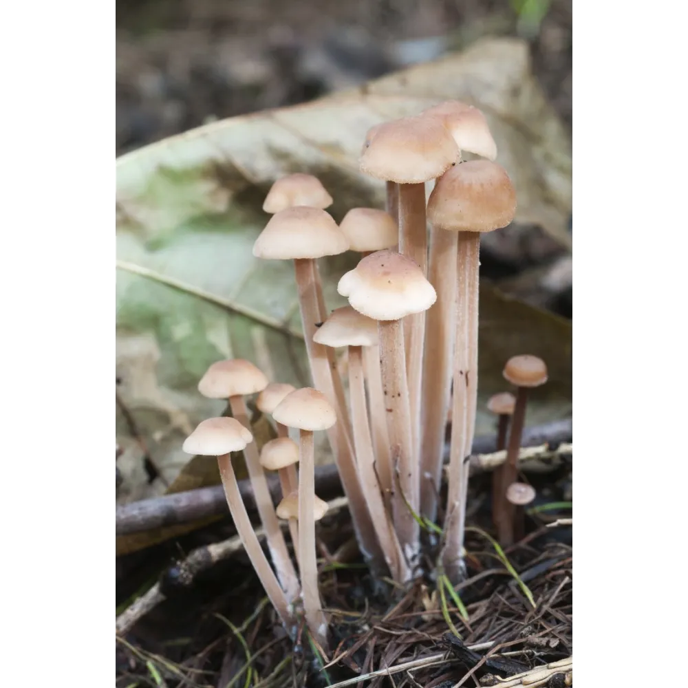 Essence de champignons Korte - Tige dure et groupée 15 ml