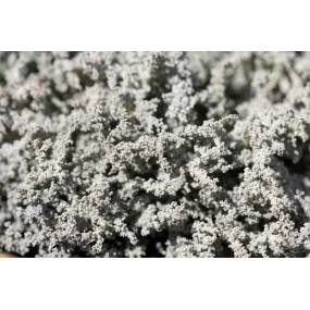 Korte Pilzessenz -...