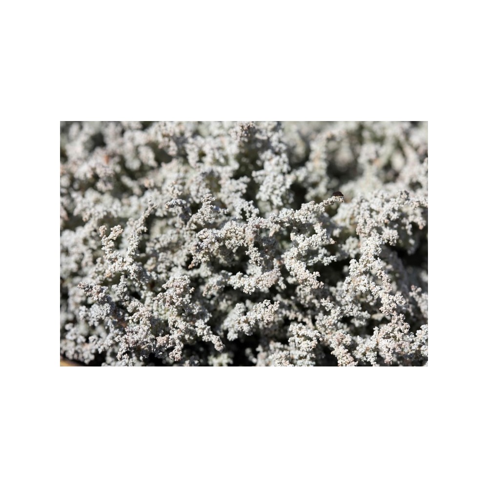 Essence de champignon Korte - Lichen Vésuve 15 ml