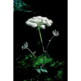 Alaska Single Essence –...