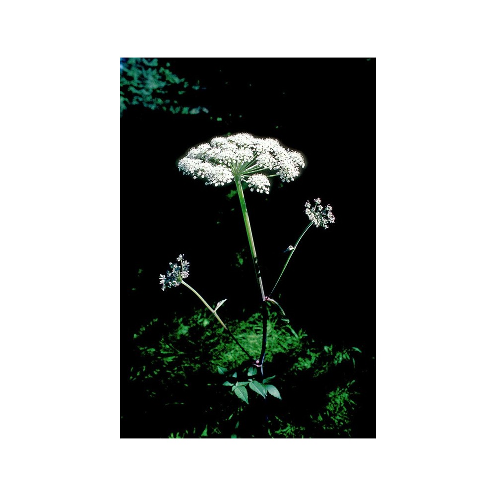 Alaska Single Essence - Angelica (Angelica genuflexa) 7,4 ml