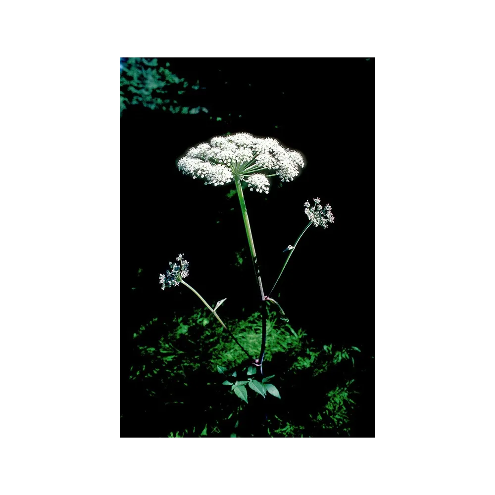 Esencia única de Alaska - Angélica (Angelica genuflexa) 7,4 ml