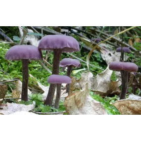 Essence de champignon Korte...