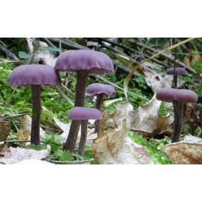 Essenza di funghi Korte - Amethyst Deceiver 15 ml