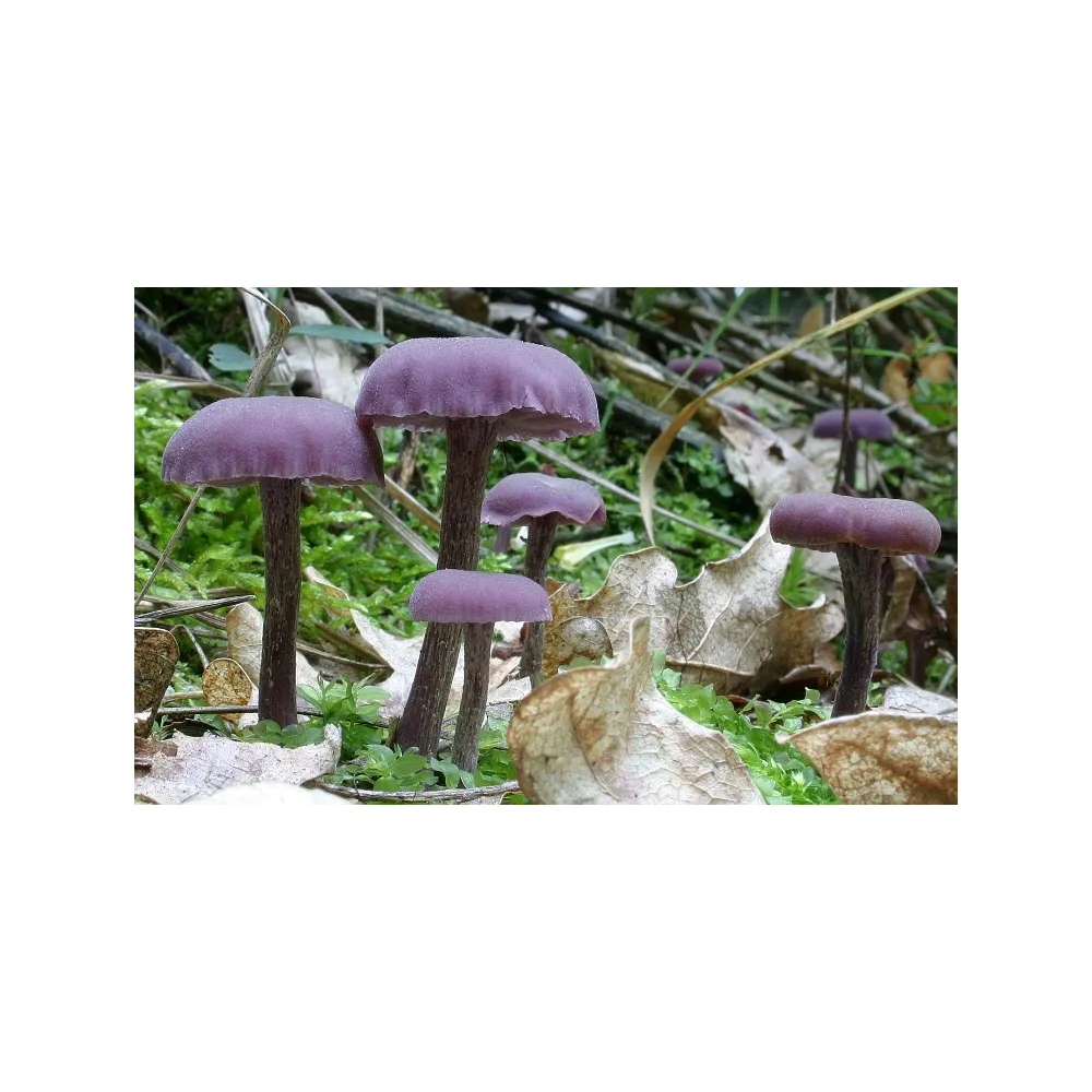 Essence de champignon Korte - Améthyste Trompeur 15 ml