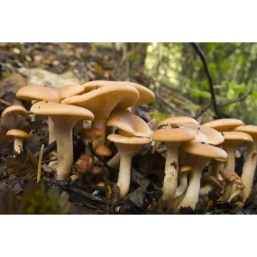 Korte Mushroom Essence -...