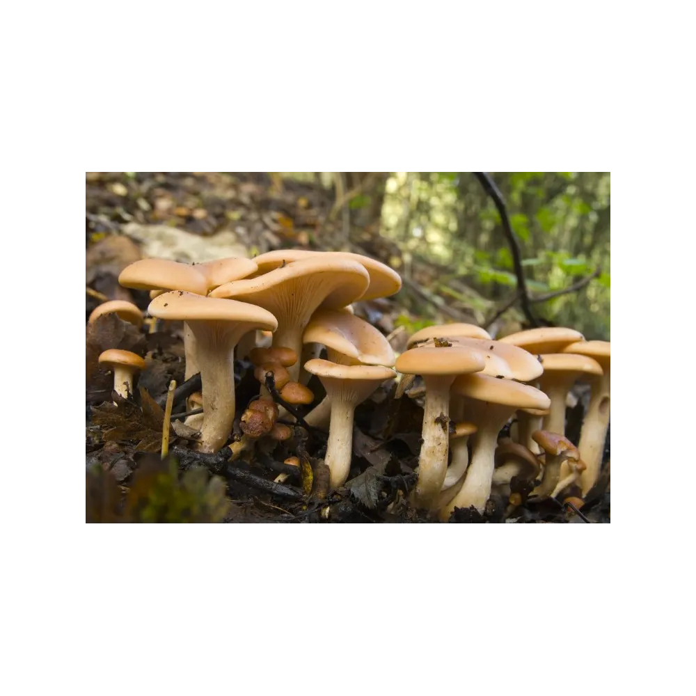 Essence de champignons Korte - Bouchon en forme d'entonnoir en trompette 15 ml