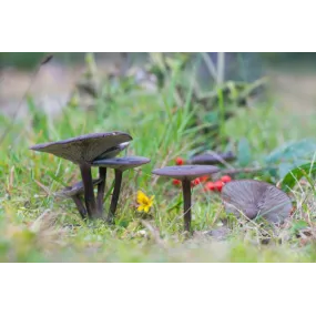 Korte Essence de Champignon...