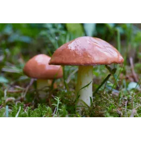 Korte Pilzessenz - Slippery...
