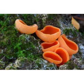 Essenza di funghi Korte - Aleuria 15 ml