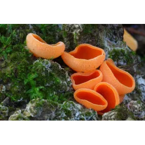 Korte mushroom essence -...