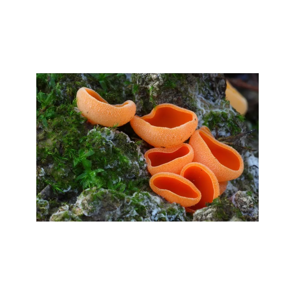 Essenza di funghi Korte - Aleuria 15 ml