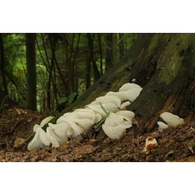 Korte Mushroom Essence -...