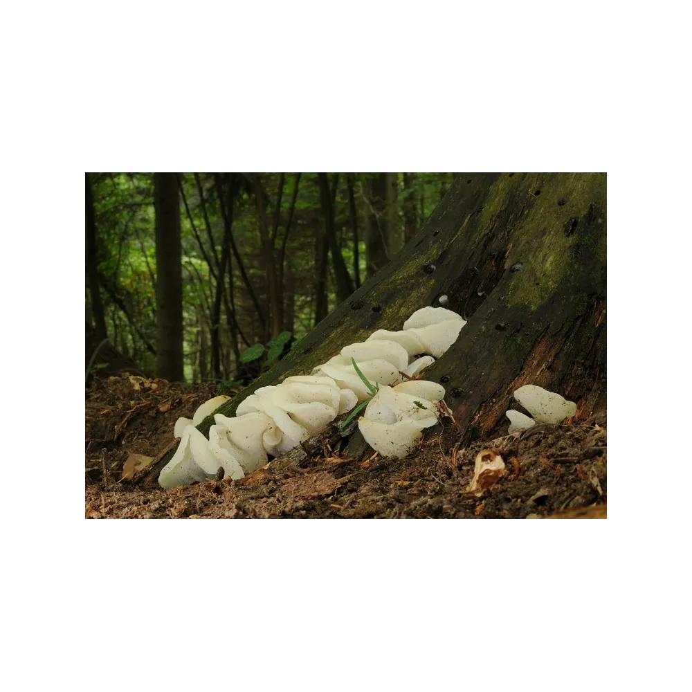 Essenza di funghi Korte - Jelly Tongue 15 ml