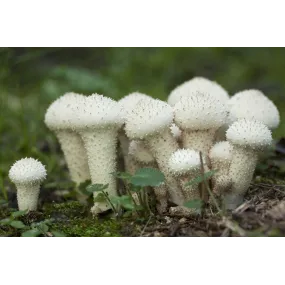 Korte Essence de Champignon...