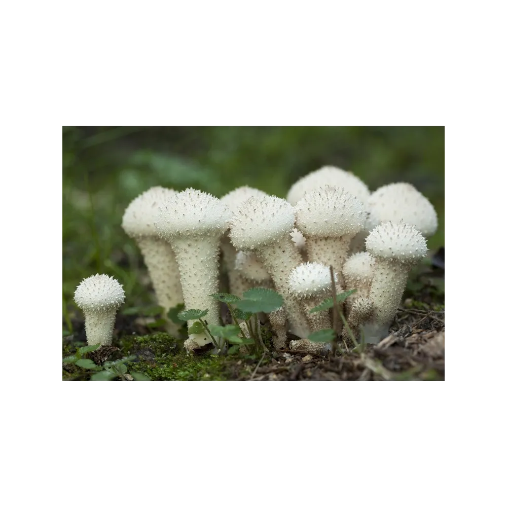 Essence de champignon Korte - Vesse-de-loup commune 15 ml