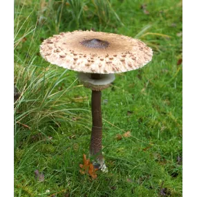Essenza di funghi Korte -...