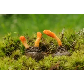 Essence de champignon Korte...