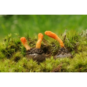 Essenza di funghi Korte - Amazon Mushroom No. 1 15 ml