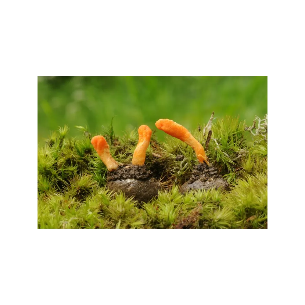 Essence de champignon Korte - Champignon d'Amazonie n°1 15 ml