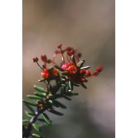 Essence unique d'Alaska -...